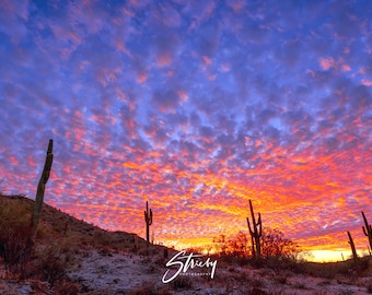 Landscape Photography-Acrylic Prints-Canvas Prints-Wall Decor-Wall Art-Home Decor-Arizona-Desert-Sunset-Cactus-Nature-Free Shipping