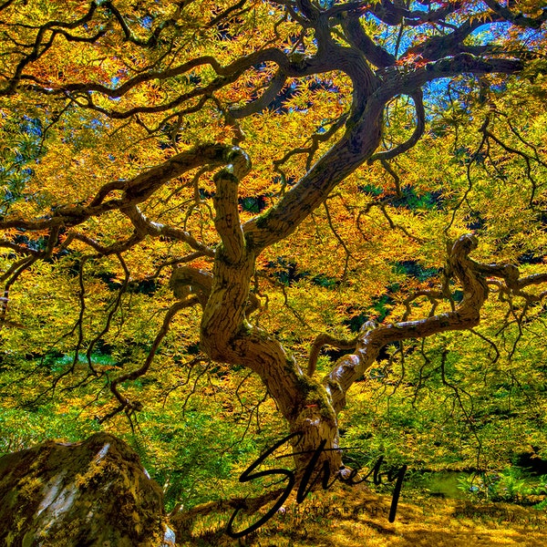 Landscape Photography-Acrylic Prints-Canvas Prints-Wall Decor-Wall Art-Home Decor-Portland Oregon-Famous Japanese Maple Tree-Nature