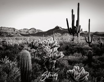 Black and White Prints-Arizona Desert Cactus-Landscape Photography-Framed Prints-Acrylic Prints-Wall Art-Bathroom Wall Decor
