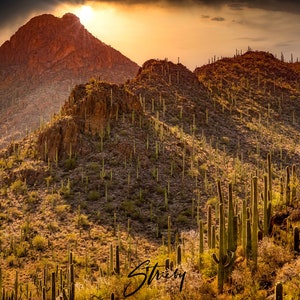 Landscape Photography prints-Acrylic Prints-Canvas Prints-Canvas-Home Decor-Wall Decor-Saguaro-Cactus-Tucson-Arizona-Desert