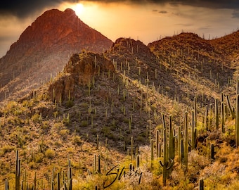 Tucson Arizona Landscape Photography prints-Acrylic Prints-Canvas Prints-Canvas-Home Decor-Wall Decor-Saguaro-Cactus-Desert Landscape Prints