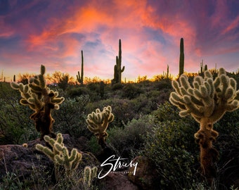 Landscape Photography-Limited Edition-Wall Décor-Wall Art- Home Décor-Cactus-Desert-Phoenix Arizona-Sunset-Nature-Free Shipping