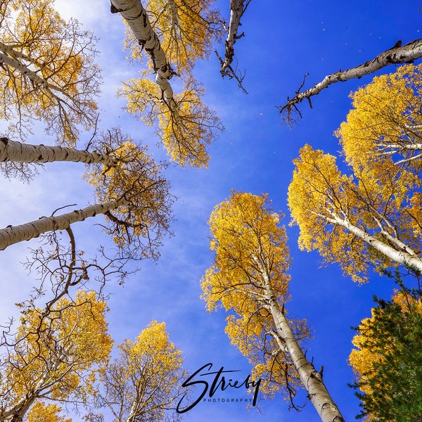 Landscape Photography-Acrylic Prints-Wall Prints-Wall Décor-Wall Art-Home Décor-Fall-Colors-Flagstaff-Aspen Trees- Arizona-Free Shipping