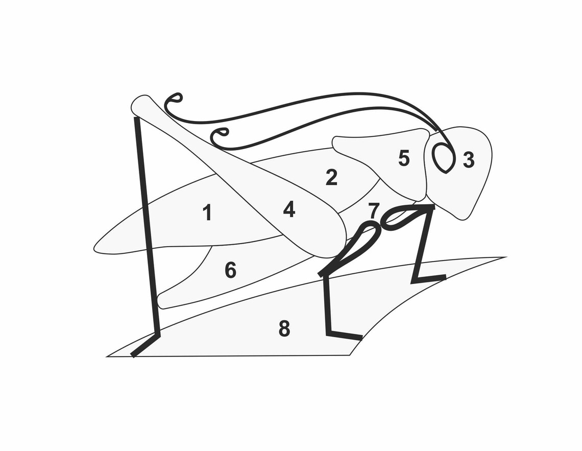 Grasshopper Stained Glass Pattern: Printable PDF (digital Download ...