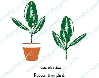 Ficus elastica rubber tree plant digital file