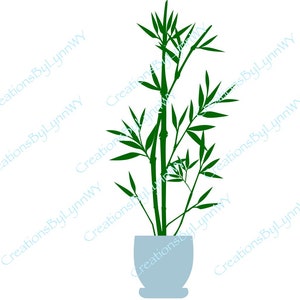 Bamboo in pot