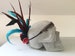 Tribal feather headband 