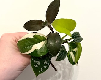 Mystery Cuttings Bundle | House Plant Cuttings | Propagation Clippings | Beginner | Grow Yourself