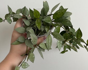 Hoya Mystery Cuttings Bundle | House Plant Cuttings | Propagation Clippings