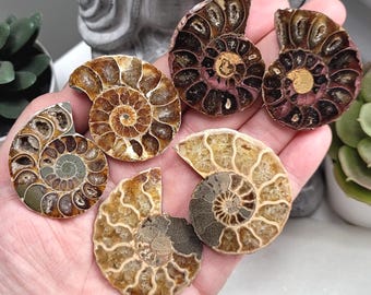 Ammonite Pair Specimen, Druzy Ammonite Fossils, Natural Prehistoric Conch, Crystal Collector Pieces, Raw Ammonite Pieces For Gift