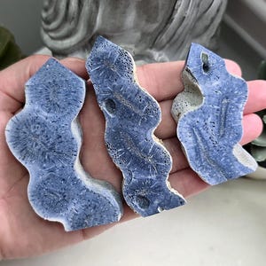 May include: Three polished blue coral specimens with distinct white starburst patterns and porous textures. Each piece features an irregular, organic shape with a smooth, flat surface and a rough, light-colored edge, showcasing natural marine formations.