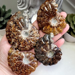 May include: Four polished ammonite fossils in shades of brown and tan are displayed. The fossils have intricate patterns and a spiral shape, with a central cavity. The fossils are held in a hand, showcasing their size and detail.