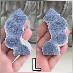 May include: A polished slab of blue coral fossil with a distinct starburst pattern. The specimen features a smooth, matte surface with deep blue and grey tones, showcasing intricate radial structures throughout the stone. The letter L is visible.
