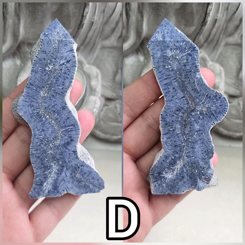 May include: A blue and white fossilized coral specimen with a pointed top and a jagged, irregular edge. The surface displays a distinct radial pattern of white lines radiating from a central, winding, textured vein across the blue stone.