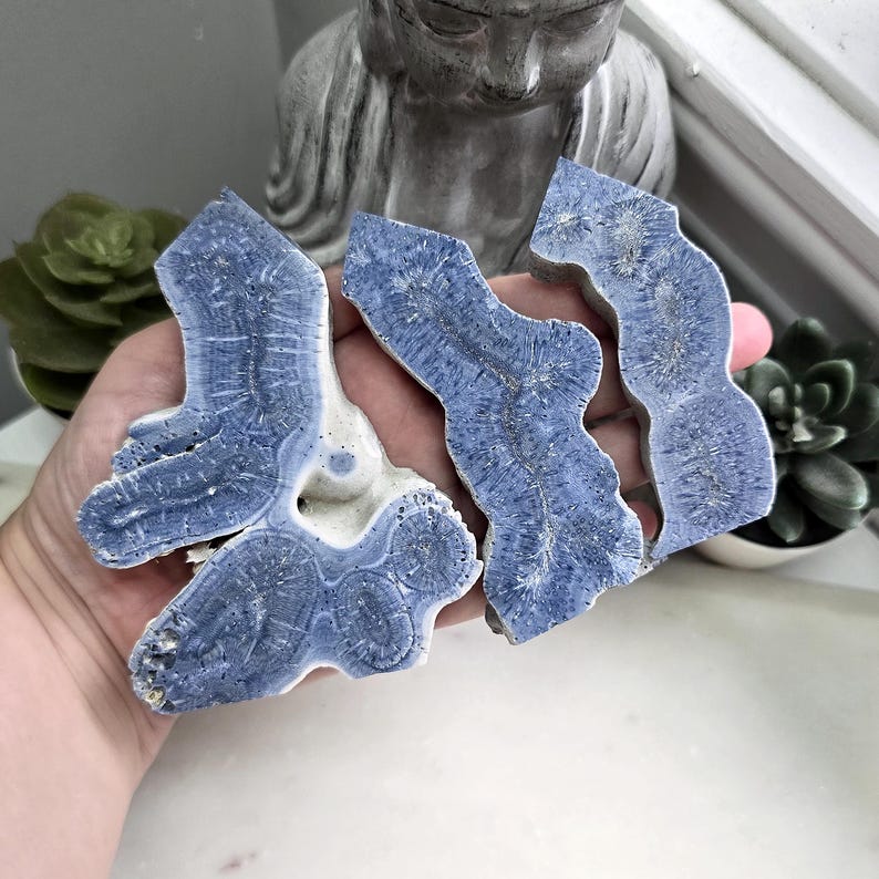 May include: Three flat, irregular slices of blue lace agate mineral with a distinct white outer edge and a radiating, fibrous crystalline pattern in shades of periwinkle and slate blue. The stones feature a natural, organic shape with textured surfaces.