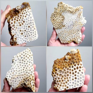 Fossil Coral Slabs, Agatized Coral Slices, Flat Coral Slice, Half Rough Half Polished Stone, Collector's Piece, Natural Coral From Indonesia