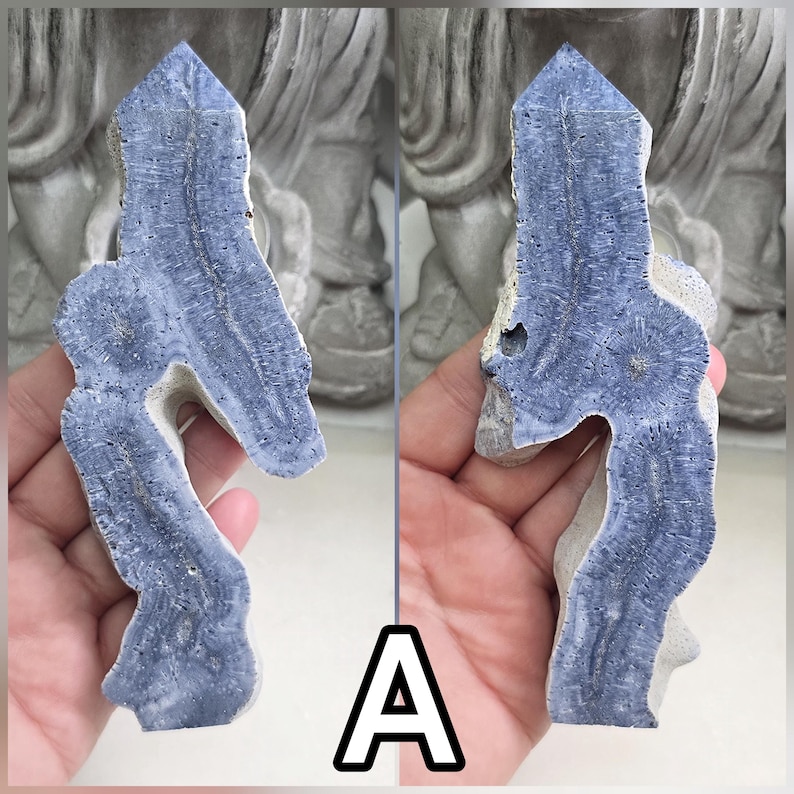 May include: A blue and white petrified coral specimen with a pointed top and irregular, organic edges. The surface displays a detailed, fibrous texture with circular patterns and a natural, porous beige base visible along the sides and back.
