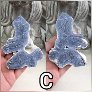 May include: A blue and white fossilized coral specimen with a distinct branching structure and intricate radial patterns. The mineralized surface displays a smooth, polished texture with visible porous details and a natural, irregular outer edge.