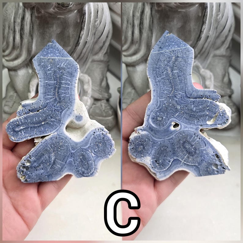 May include: A blue and white fossilized coral specimen with a distinct branching structure and intricate radial patterns. The mineralized surface displays a smooth, polished texture with visible porous details and a natural, irregular outer edge.