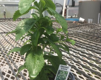 Stevia