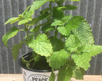 Lemon Balm