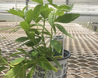 Lemon Verbena