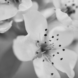 PRINTABLE - Annapolis Valley Apple Blossoms - B&W Canadian Photography