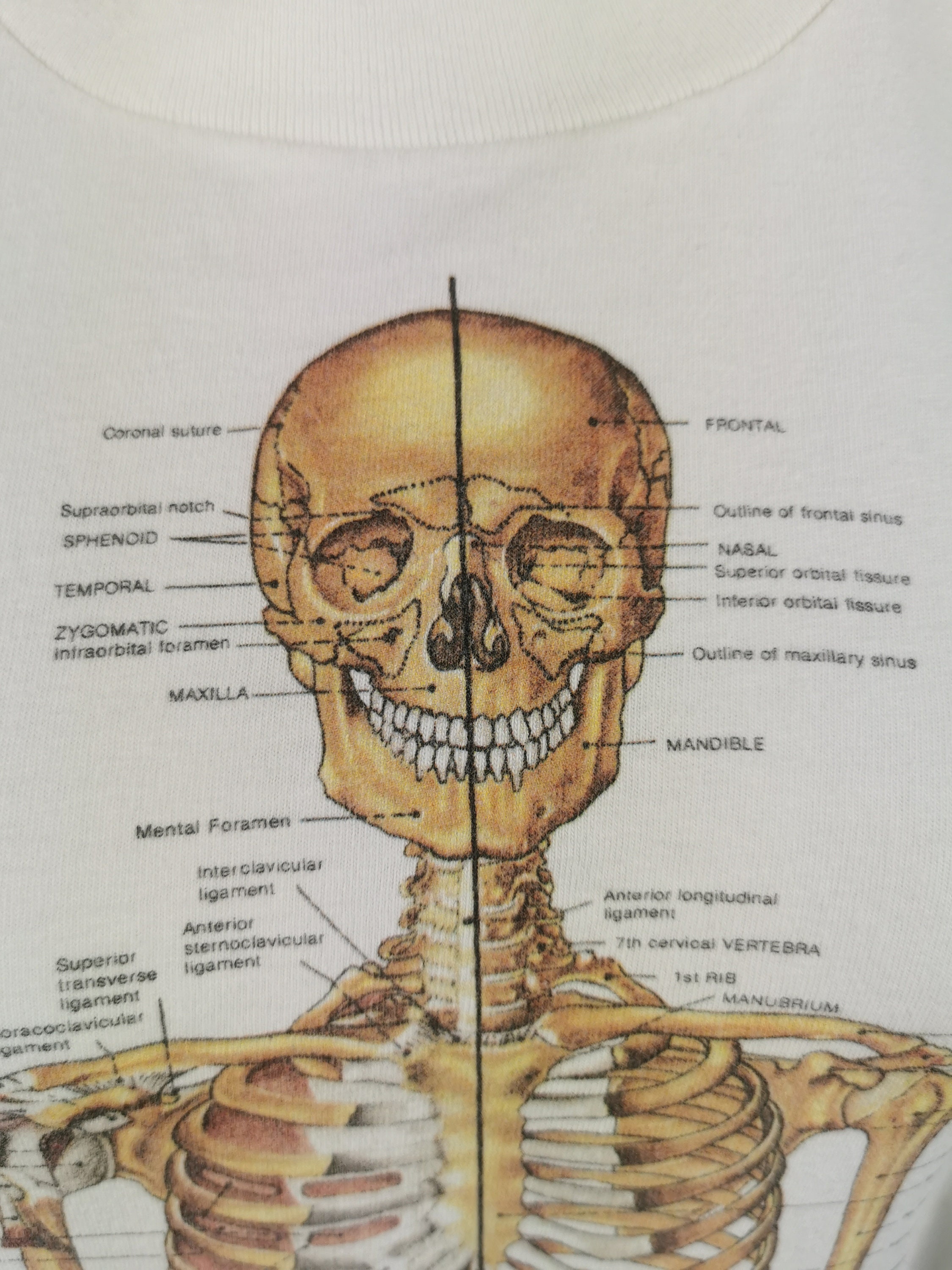 90sヴィンテージ｜Anatomical Chart co／解剖図 Tシャツ | www.jarussi