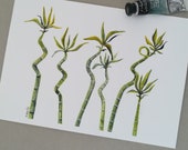 Fine ART Lucky Bamboo Watercolor A5 Unframed Free Shipping Wall art Plants Botanical Illustration
