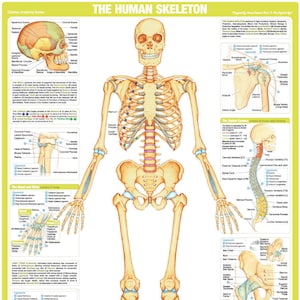 Skeleton Poster | Human Body | Anatomy Chart