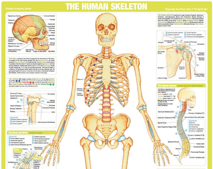 Muscle Anatomy Charts | Human Body Posters | Bodybuilding Posters ...