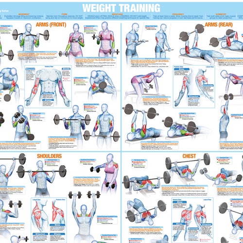 Arms Bodybuilding Exercises Chart