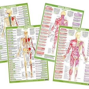 Posters spieranatomie | Grafieken menselijke anatomie