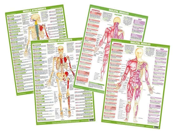 Physiotherapy Anatomy Charts