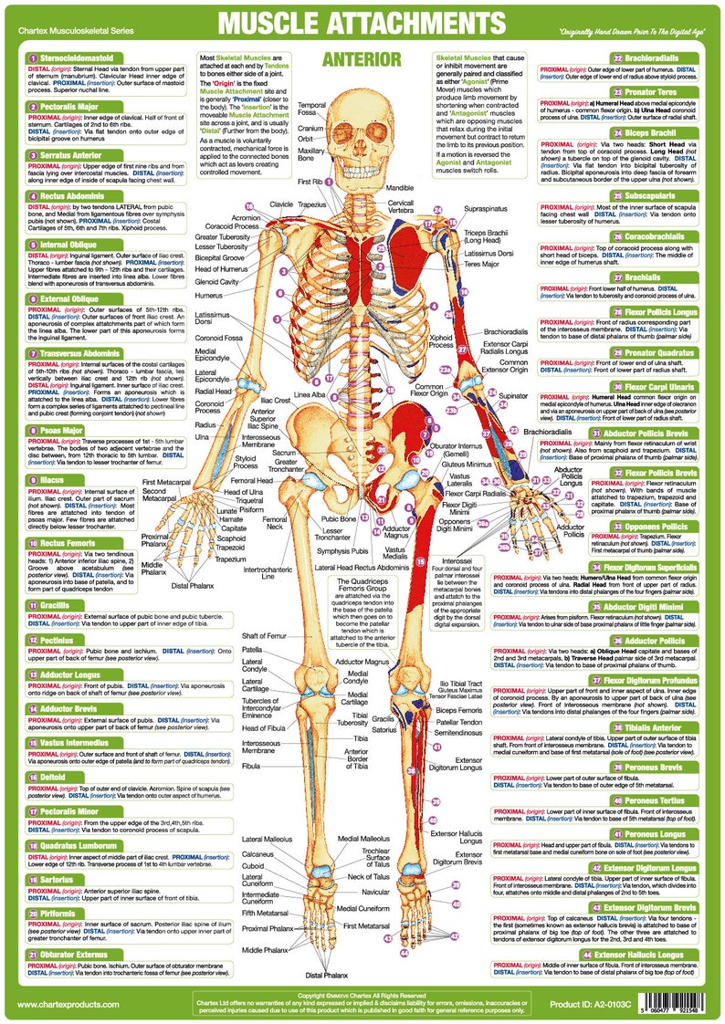Muscle Anatomy Charts Human Body Educational Posters Biology Diagrams