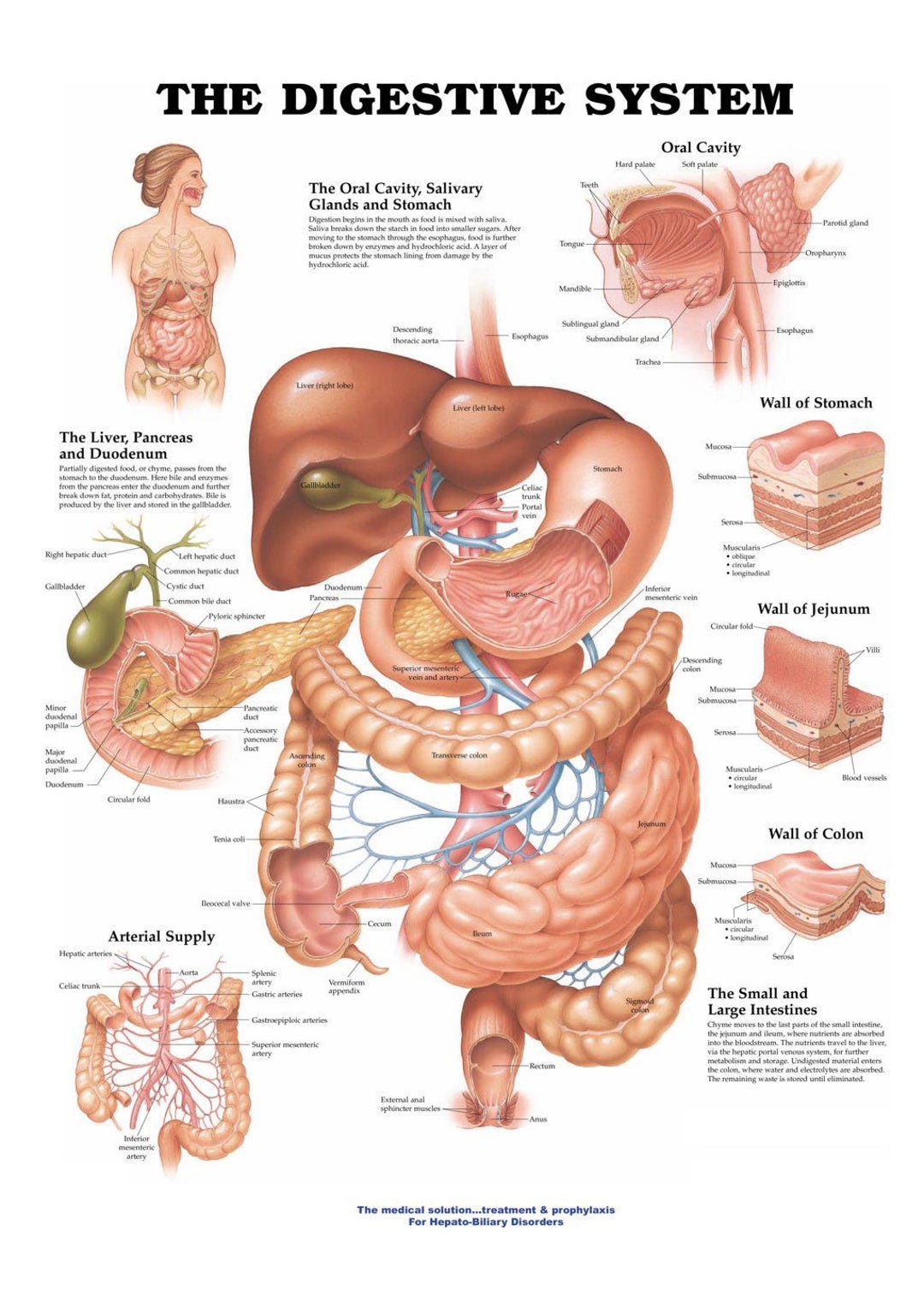 Digestive System Chart Stomach Anatomy Poster Waterproof Synthetic
