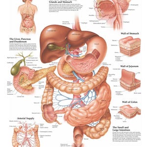Gráfico do Sistema Digestivo | Pôster de Anatomia do Estômago | Papel Sintético à Prova D'água