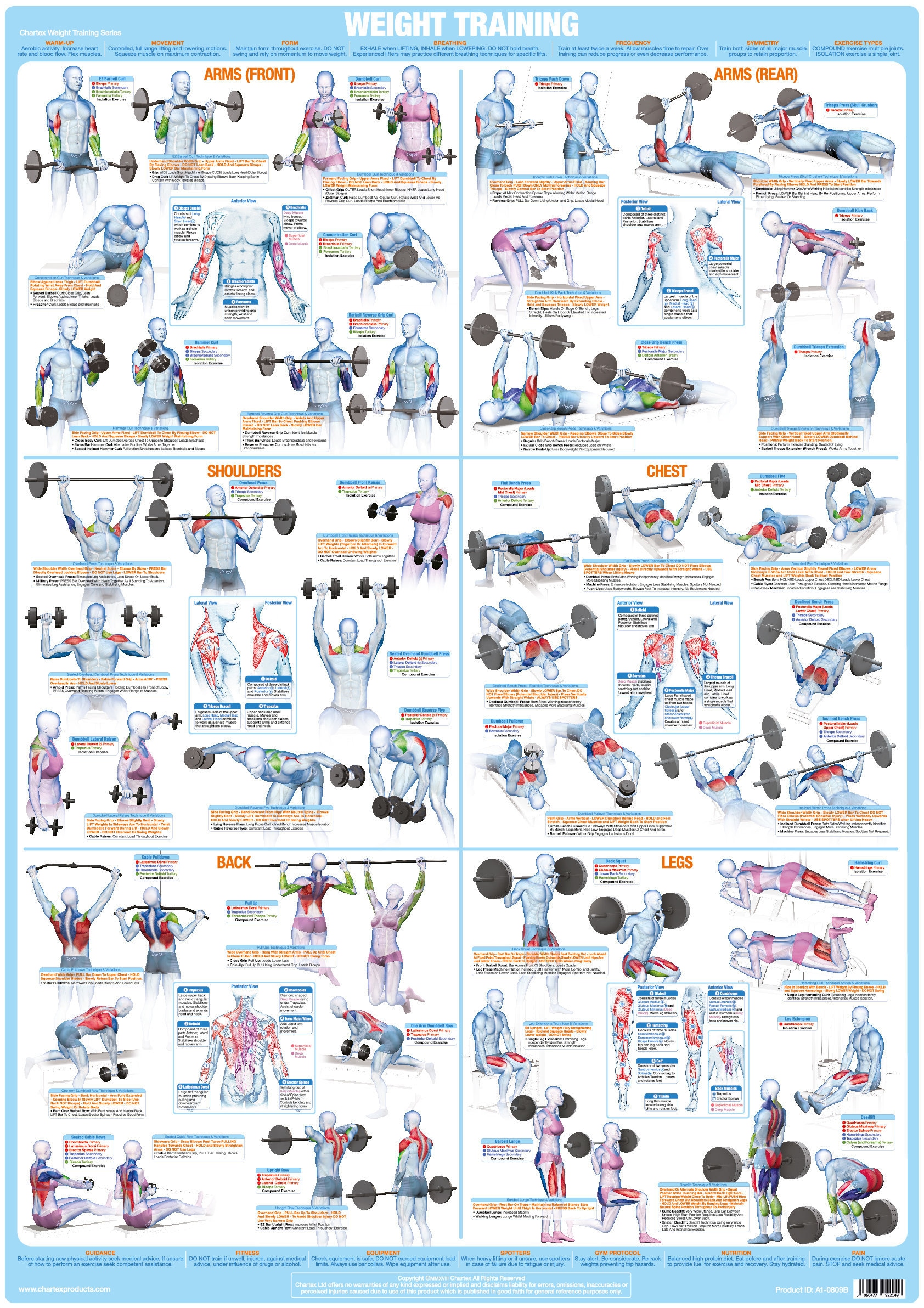 arm exercises chart for women