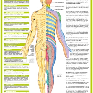 Nervous System Posters | Human Anatomy Charts - Etsy