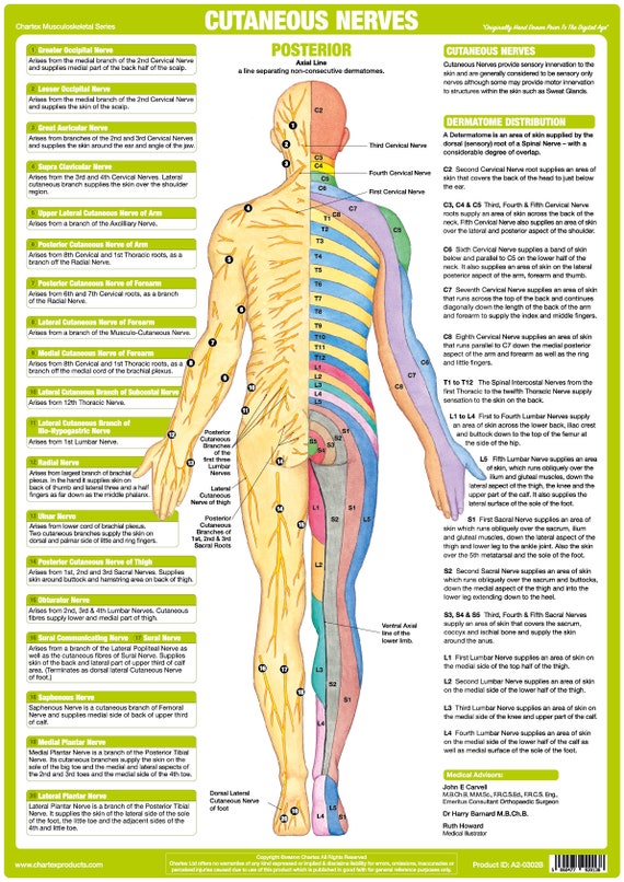 Anatomical Nervous System Chart