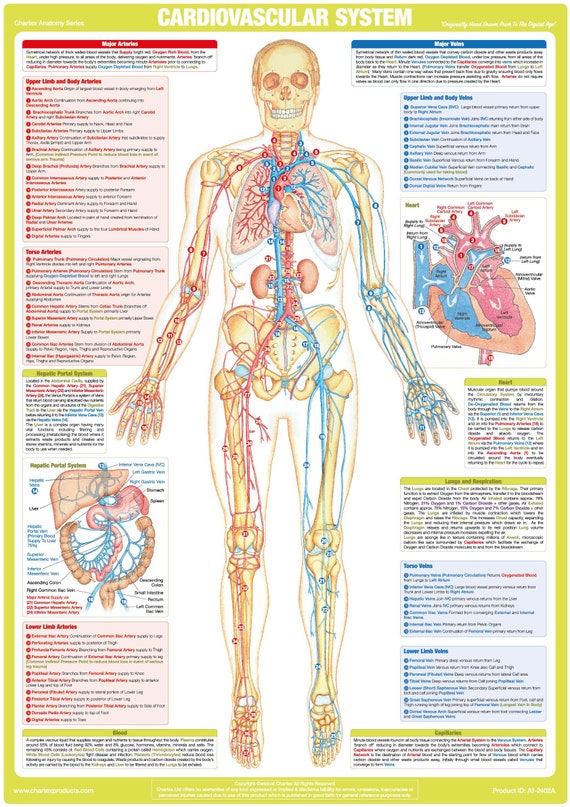 Cardiovascular System Chart