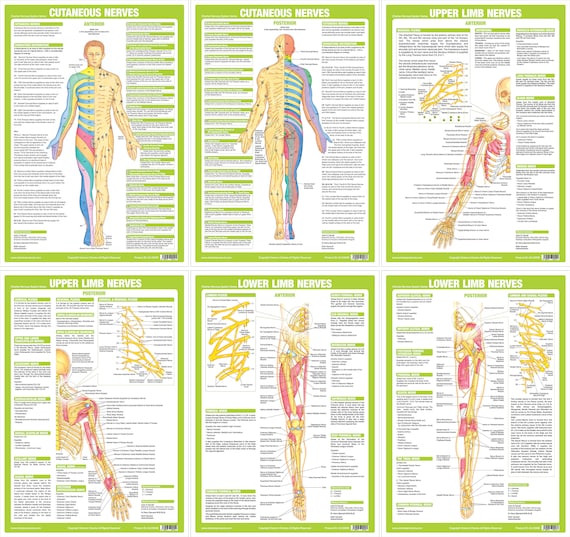 Nervous System Anatomical Chart