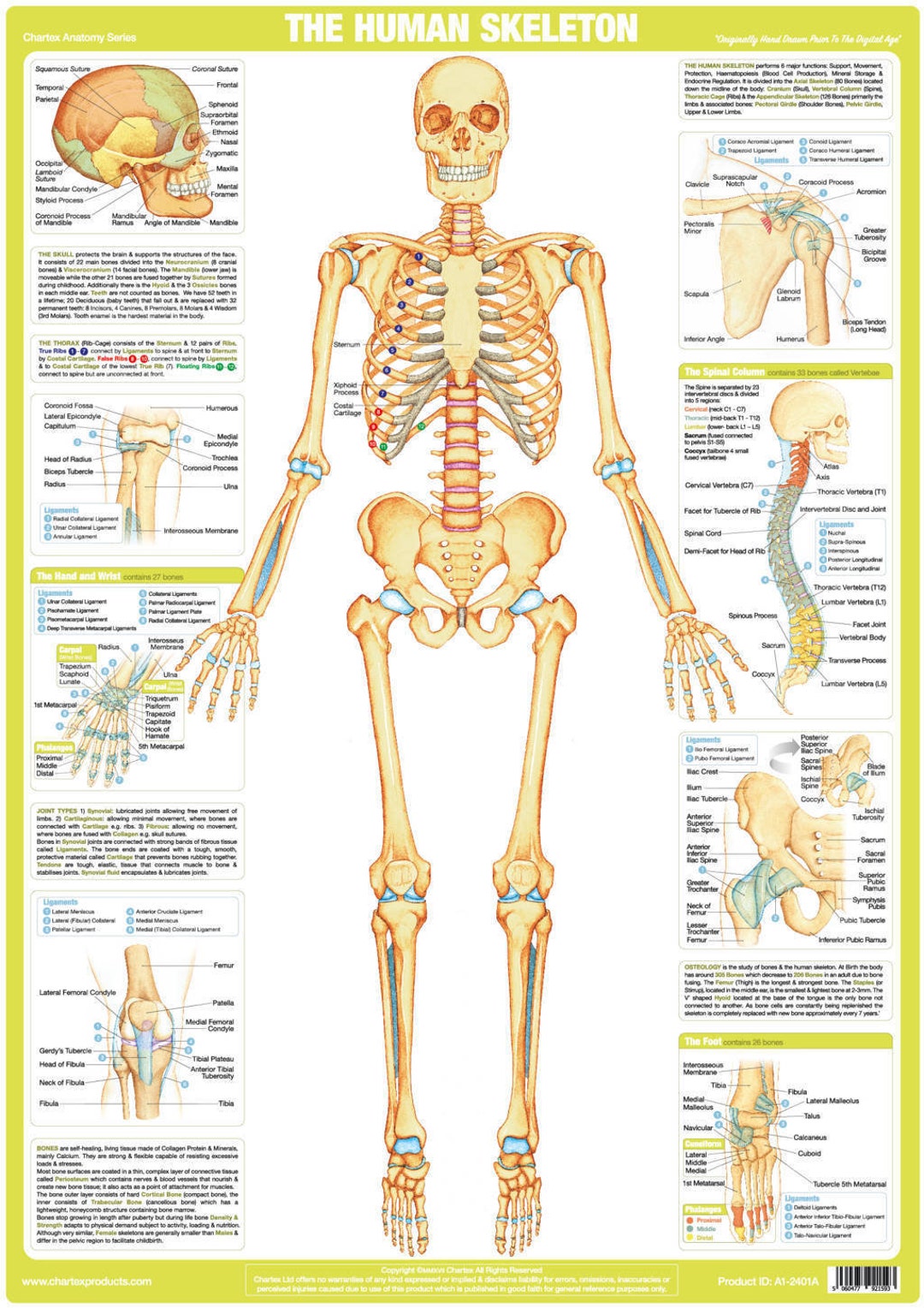 Le squelette humain et le système musculaire, vue de face de Stocktrek  Images en poster, tableau sur toile et plus