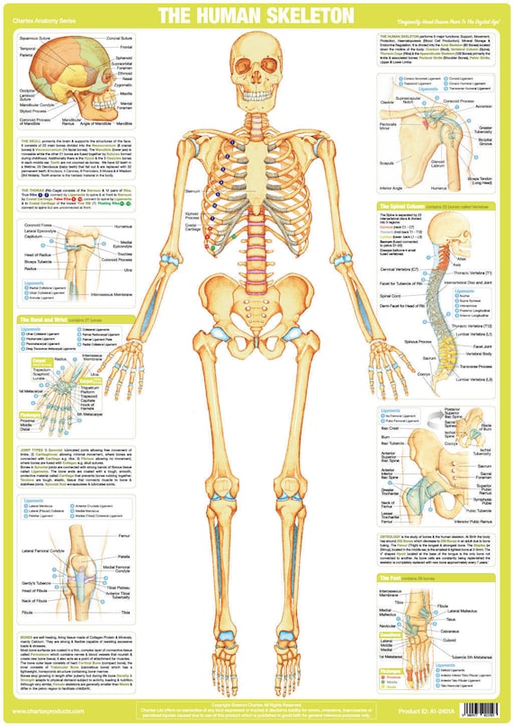 Foot Bone Chart
