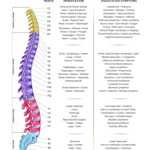 以下が含まれることがあります： 人間の脊椎の図で、各椎骨と対応する脊髄神経のラベルが付けられています。図は、各神経の神経支配と関連する症状を示しています。図には、「脊髄神経の機能と神経干渉の影響」というテキストがラベル付けされています。