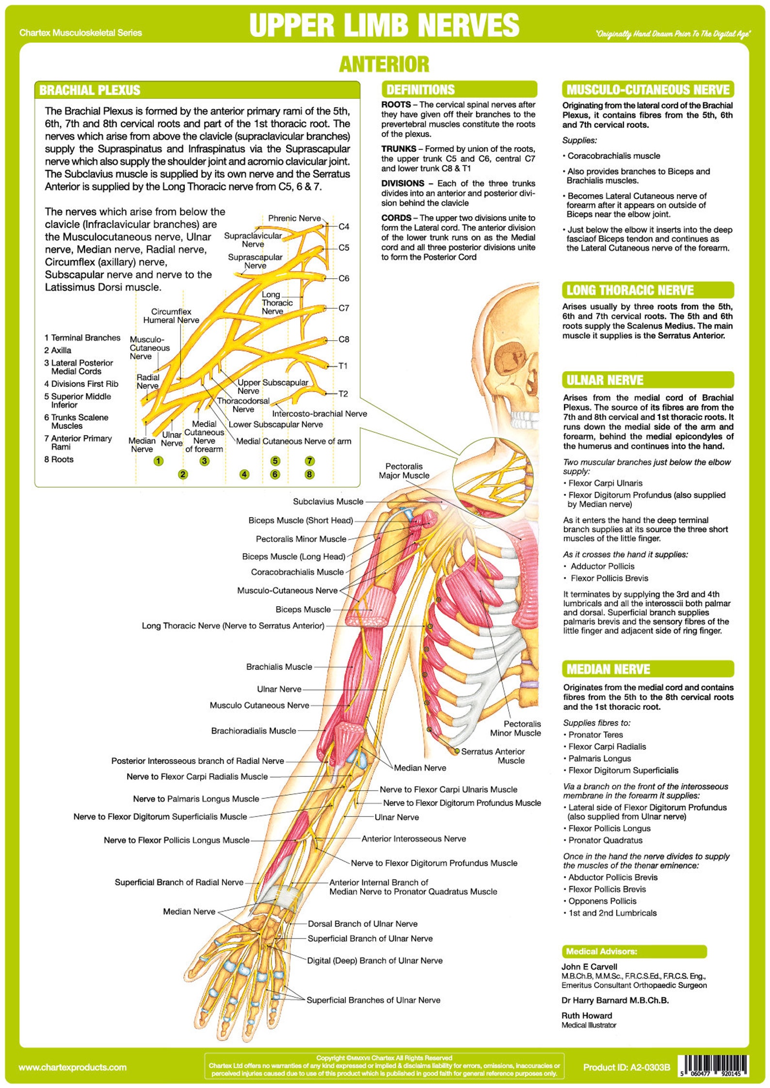Nervous System Posters | Human Anatomy Charts - Etsy
