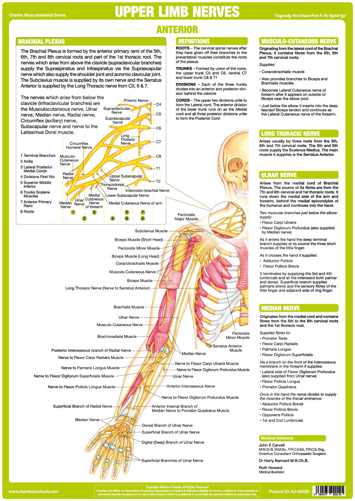 Nervous System Posters | Human Anatomy Charts - Etsy
