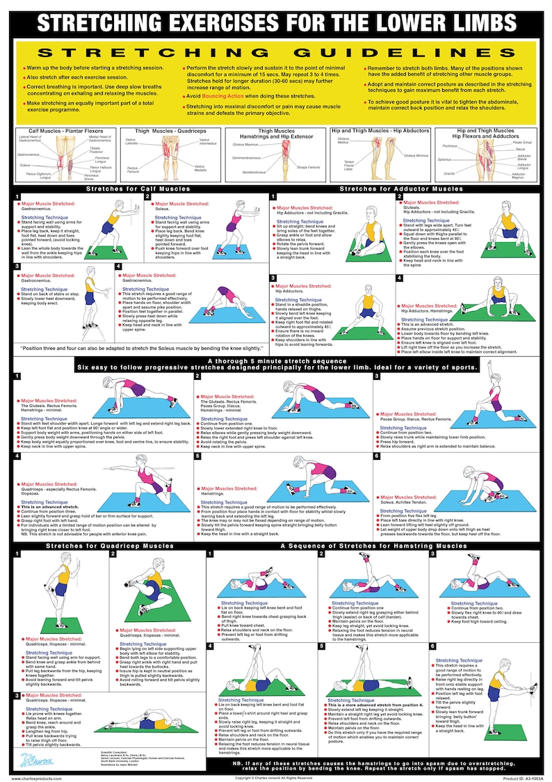 Puede incluir: Una gu&iacute;a ilustrada colorida para ejercicios de estiramiento de las extremidades inferiores. La gu&iacute;a incluye diagramas de diferentes estiramientos para los m&uacute;sculos de la pantorrilla, el aductor, el cu&aacute;driceps y los isquiotibiales. El texto incluye instrucciones para cada estiramiento y consejos para una t&eacute;cnica adecuada.