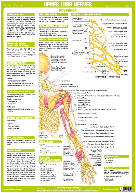 Upper Extremity Innervation Chart