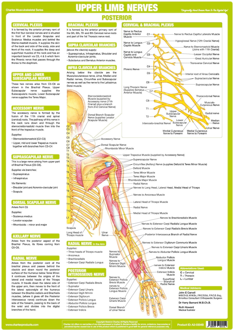 Nervous System Posters | Human Anatomy Charts - Etsy